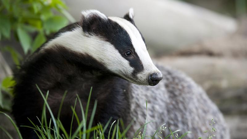 A badger.