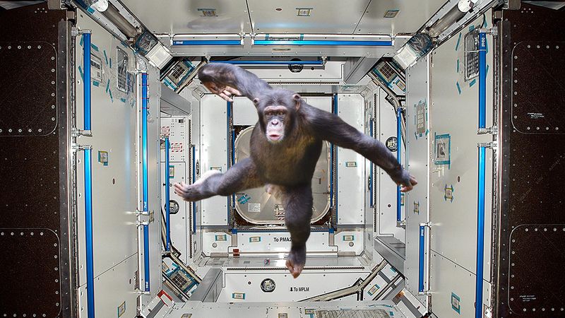 The chimp who has taken control of the International Space Station.
